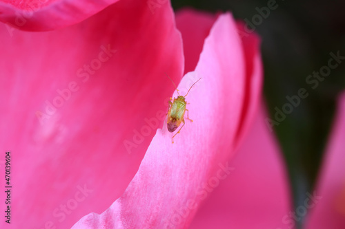 Hemiptera bugs in the wild, North China