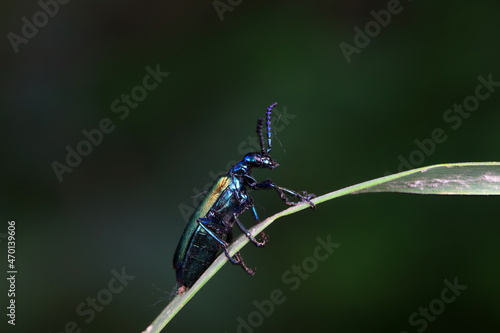 Coleoptera insect -- green Daphne genkwa, North China