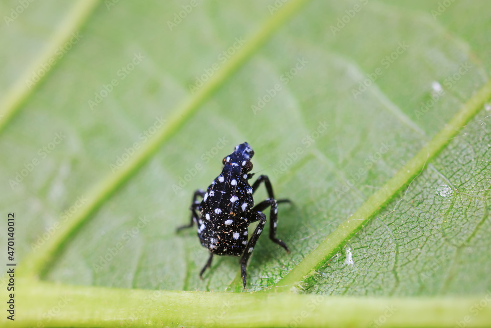 Hemiptera wax Cicadellidae insects on wild plants, North China Hemiptera wax Cicadellidae insects on wild plants, North China