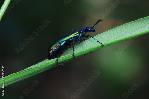 Coleoptera insect -- green Daphne genkwa, North China © zhang yongxin