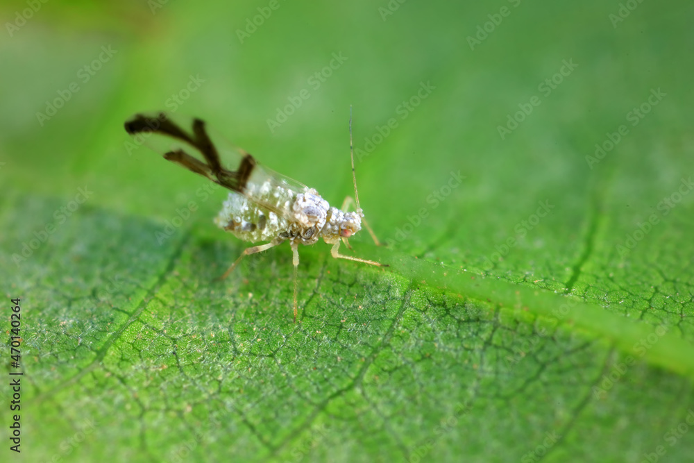 Naklejka premium Aphids in the wild, North China