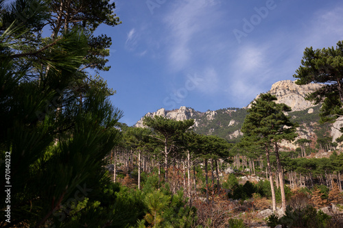 view of the mountains surrounded by coniferous and deciduous trees