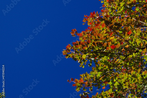 青空と紅葉