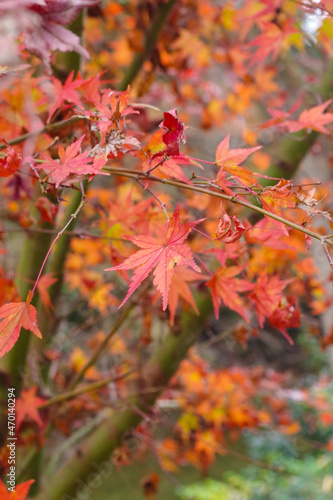 オレンジ色の紅葉