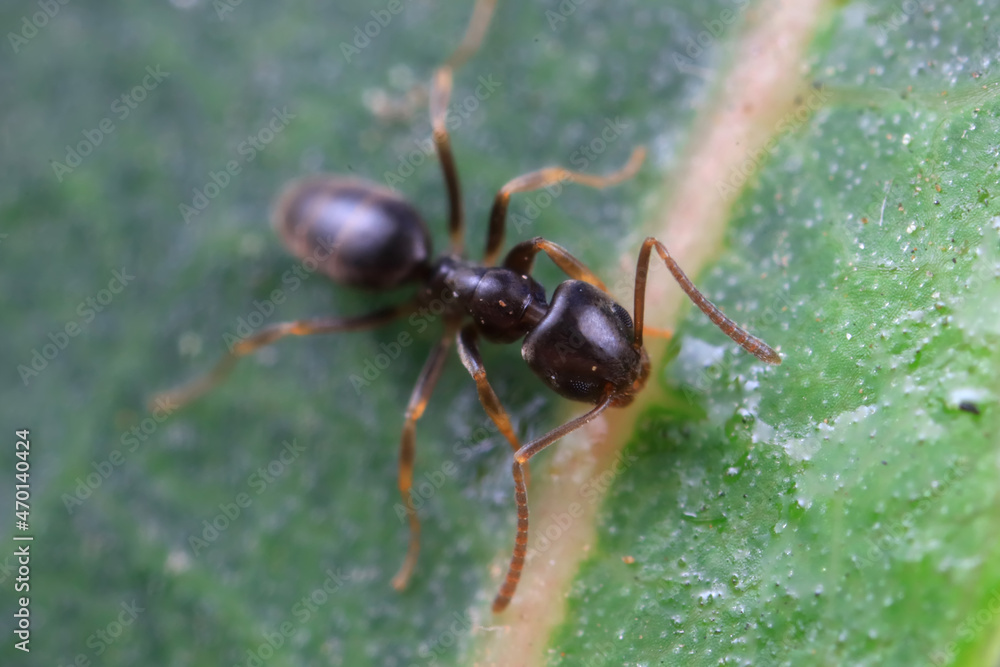 Ants in the wild, North China Ants in the wild, North China