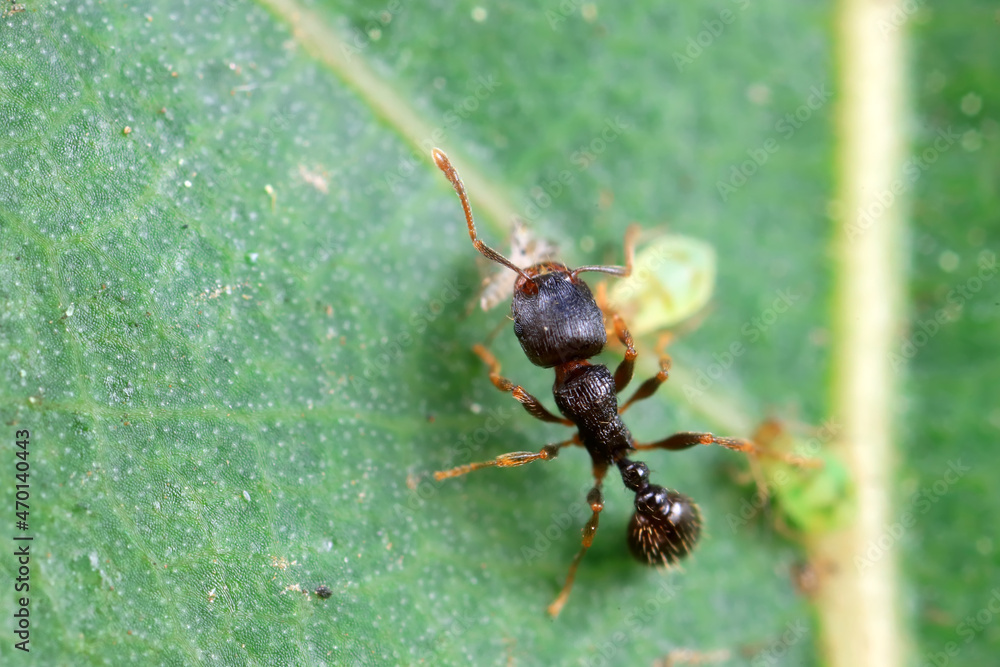 Aphids in the wild, North China Aphids in the wild, North China