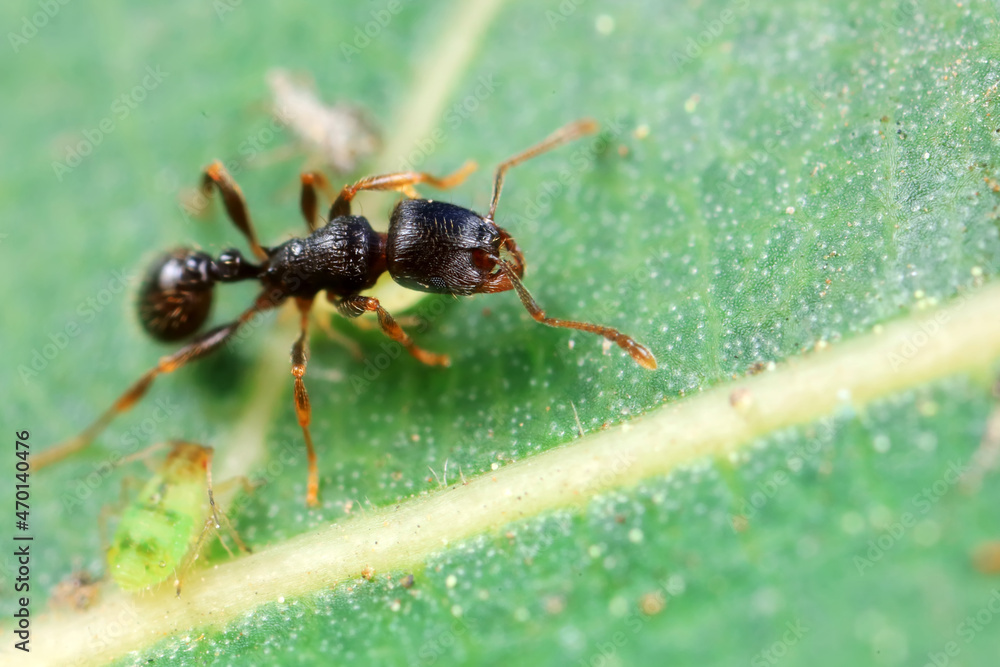 Aphids in the wild, North China Aphids in the wild, North China