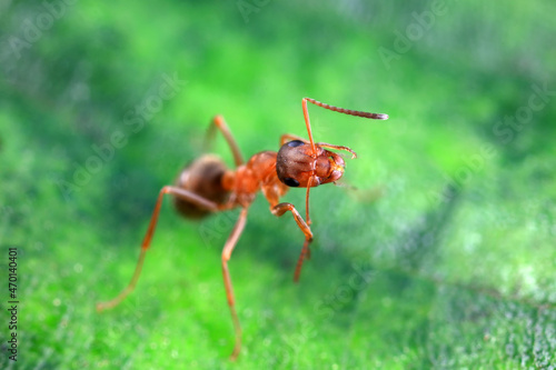 Wallpaper Mural Ants in the wild, North China Torontodigital.ca