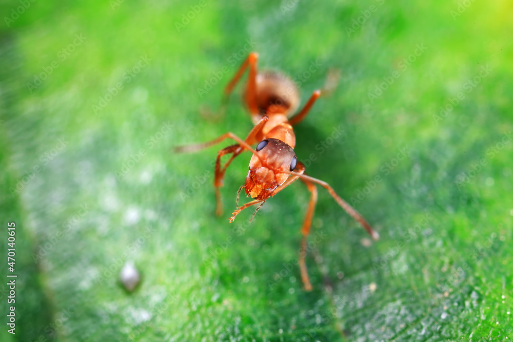 Ants in the wild, North China Ants in the wild, North China