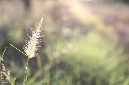 desho grass closeup with sunlight photo