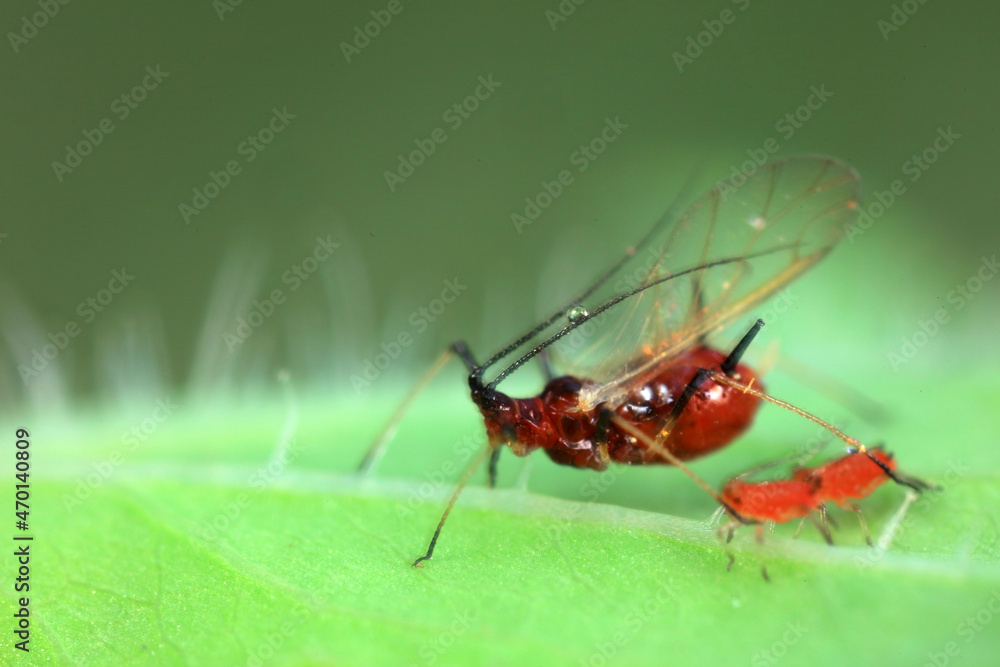 Fototapeta premium Aphids in the wild, North China