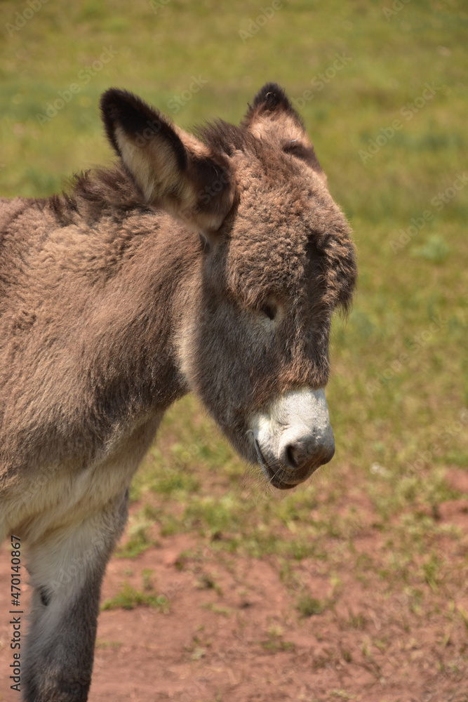 Adorable Brown Baby Burro Up Close and Personal Adorable Brown Baby Burro Up Close and Personal