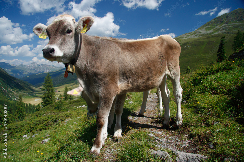cow in the mountains cow in the mountains