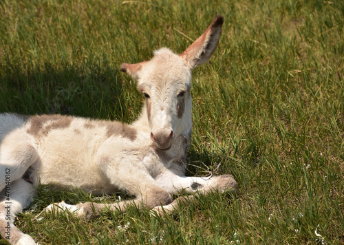 Sweet Faced Spotted White Baby Burro Resting