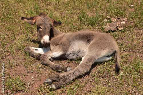Very Sweet Resting Baby Donkey on a Hot Day