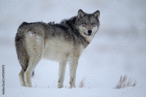 Gray Wolf in snow taken in Yellowstone NP © Stan