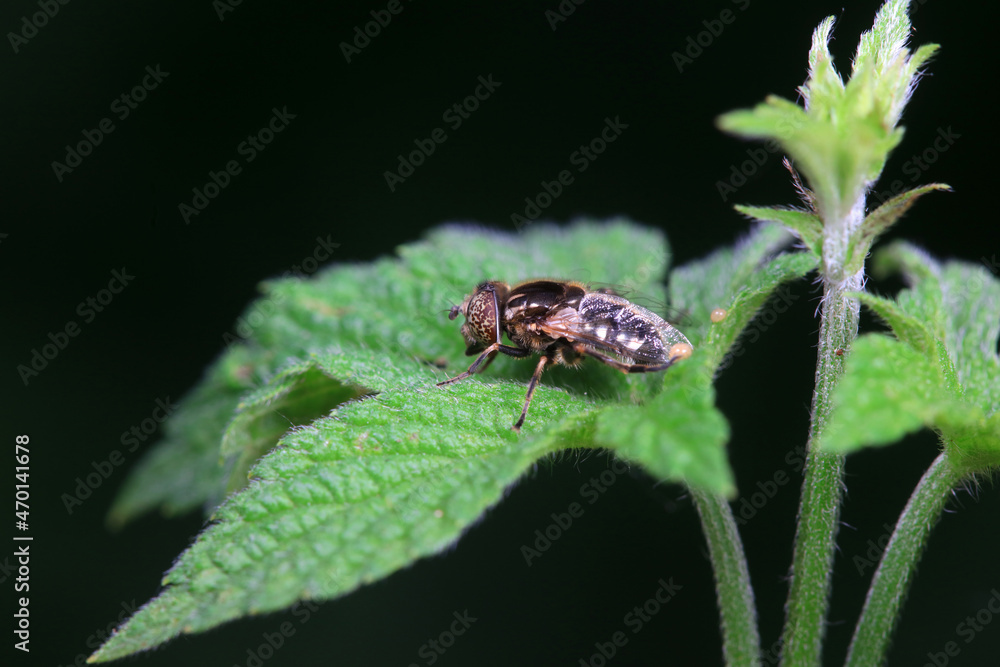 Aphid eating flies in the wild, North China Aphid eating flies in the wild, North China