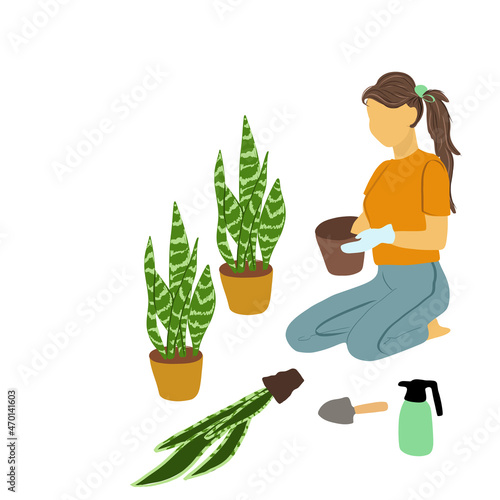 
Woman florist in gloves replanting a pot of sansevieria
 Housekeeping and houseplant care concept. Pots with sansevieria plant isolated on white. Home decor photo