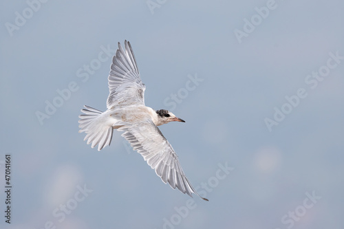 Common Tern juvenile taken in northern MN
