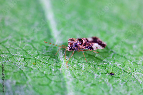 Hemiptera bugs in the wild, North China