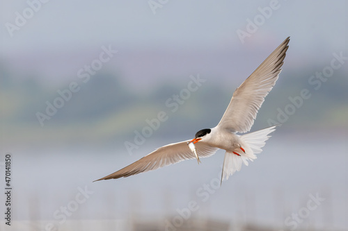 Common Tern adult taken in northern MN © Stan