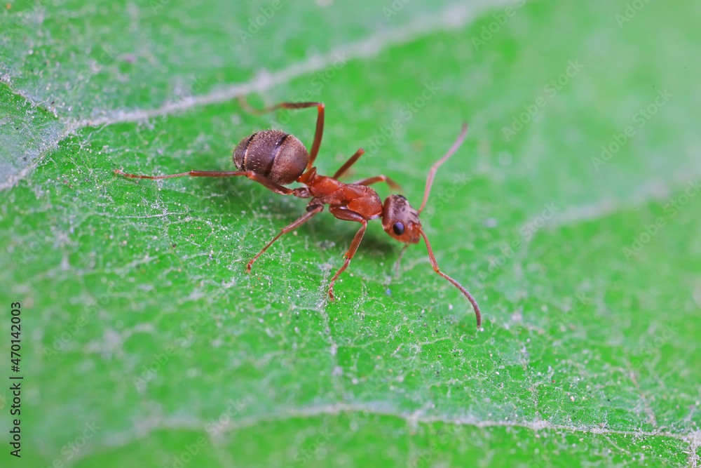 Ants in the wild, North China Ants in the wild, North China