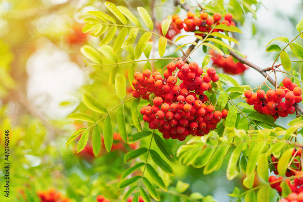 A bunch of rowan berries on a background of green foliage, close-up A bunch of rowan berries on a background of green foliage, close-up