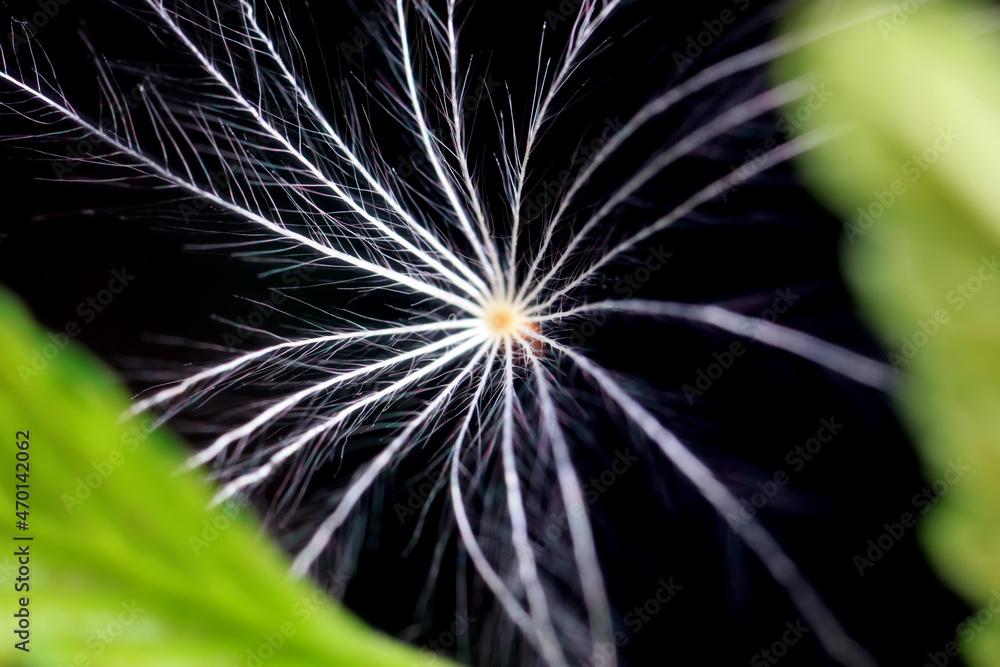 Wild plant dandelion in the wild, North China Wild plant dandelion in the wild, North China