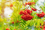 A bunch of rowan berries on a background of green foliage, close-up