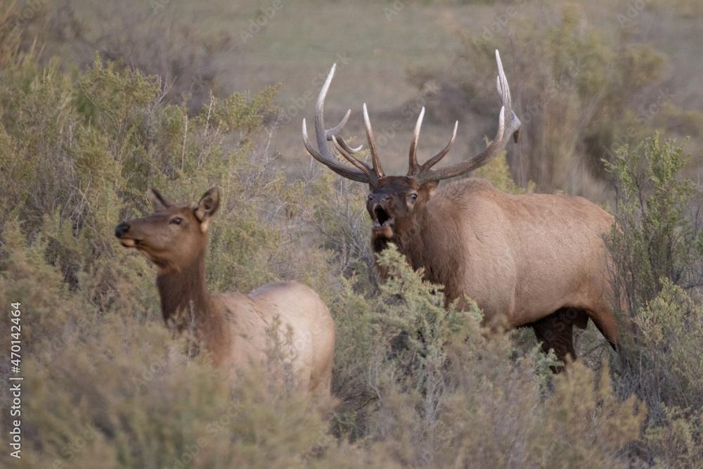 Bull Elk taken in northern Montana Bull Elk taken in northern Montana