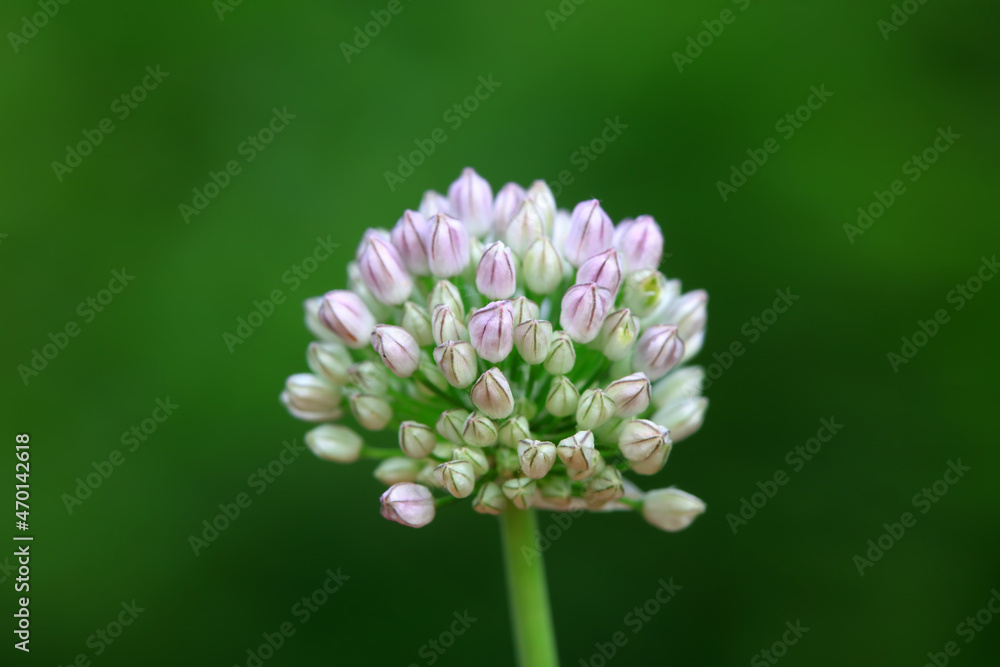 Flowers of wild garlic, North China Flowers of wild garlic, North China