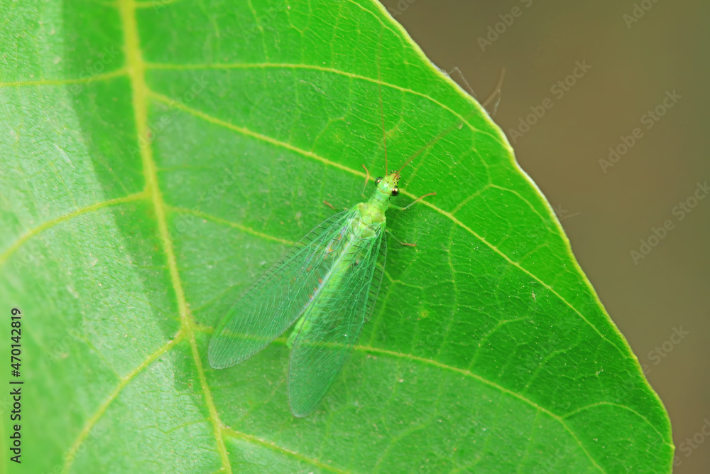 A functional insect of the order Neuroptera in the wild, North China A functional insect of the order Neuroptera in the wild, North China