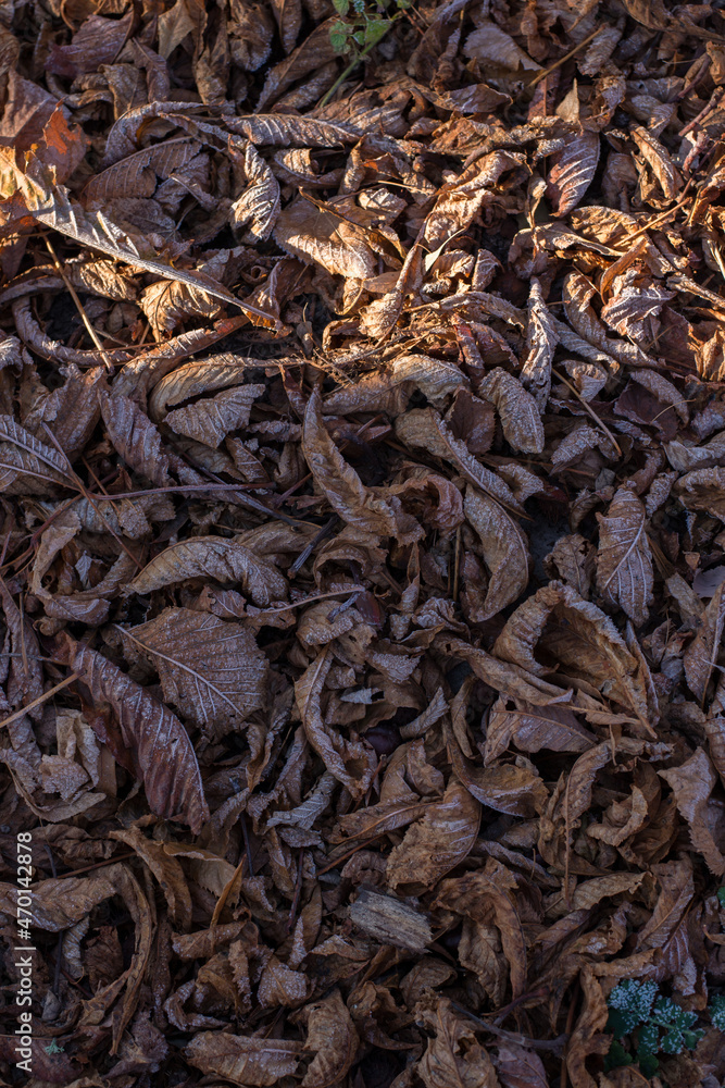 Frosted dry autumn leaves. Brown november leaves under frost.