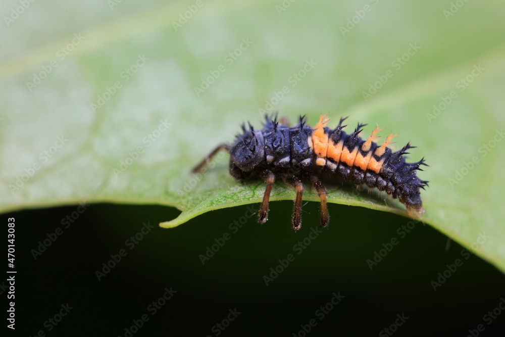 Fototapeta premium Ladybugs on wild plants, North China