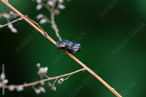 Wallpaper Mural Ladybugs on wild plants, North China Torontodigital.ca