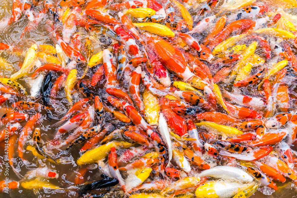 Crowded hungry carps