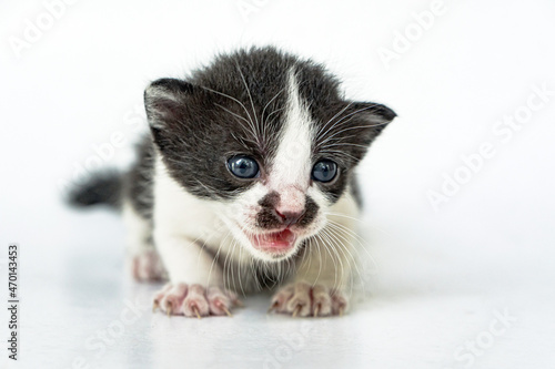 An adorable striped cat on a white background © Yasuspade
