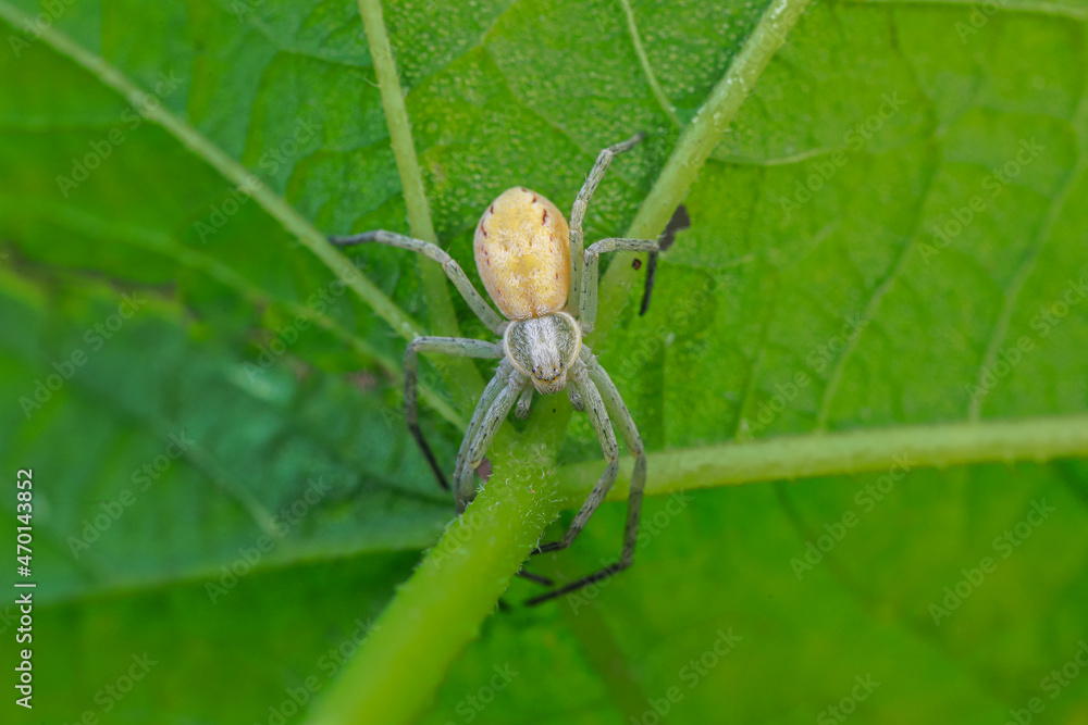 Spiders in the wild, North China Spiders in the wild, North China
