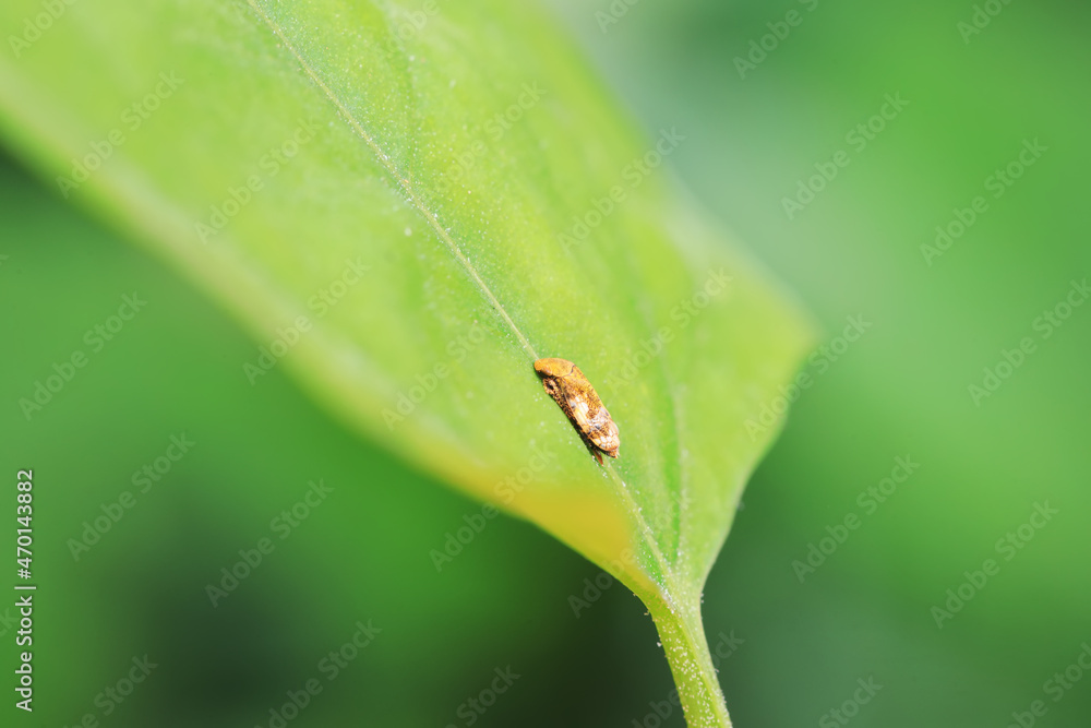 Leaf cicada on wild plants, North China Leaf cicada on wild plants, North China