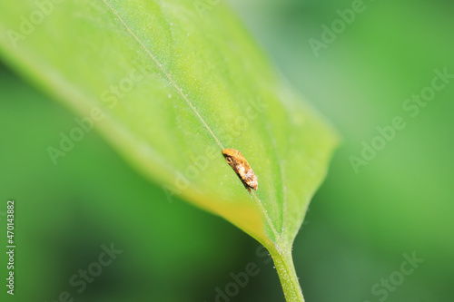 Leaf cicada on wild plants, North China