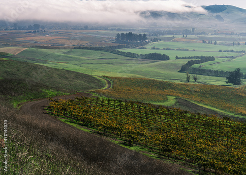 Autumn Landscape of Trees and Vinyard