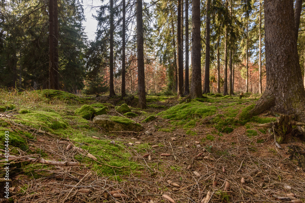 Fototapeta premium Fichten Wald mit Sonne im November in Thüringen, Deutschland