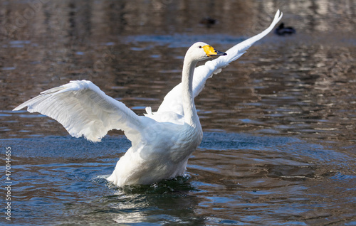 White swan flaps its wings in the lake.