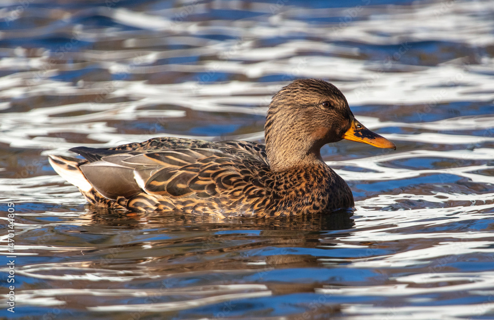 The duck swims in the pond. The duck swims in the pond.