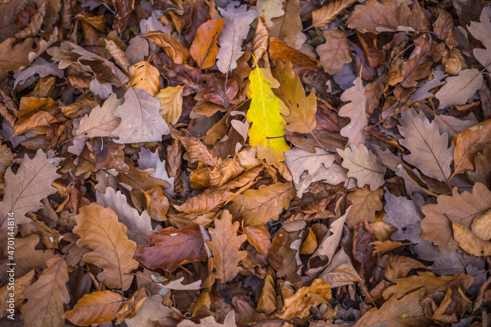 autumn leaves on the ground, a yellow leaf autumn leaves on the ground, a yellow leaf
