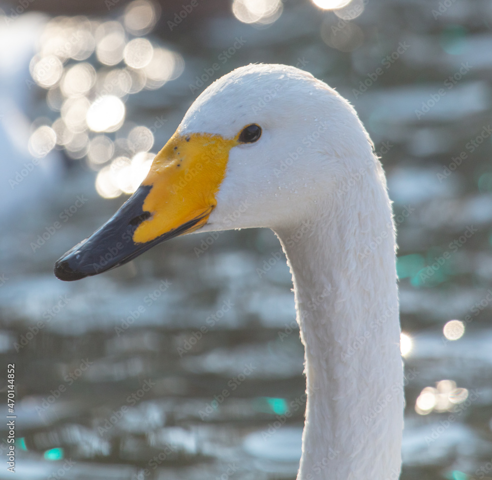Obraz premium Portrait of a white swan in the lake.