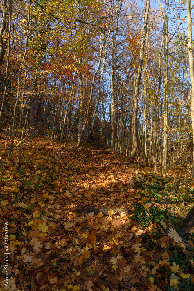Weg im Herbst mit Buchenblättern im Wald Weg im Herbst mit Buchenblättern im Wald
