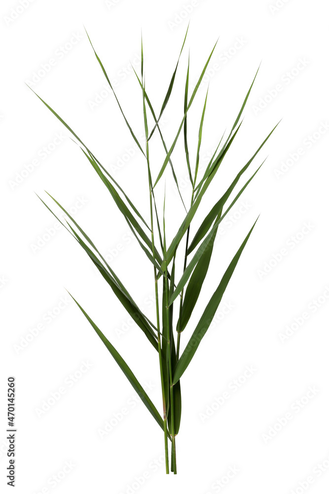 Beautiful reeds with lush green leaves on white background Beautiful reeds with lush green leaves on white background