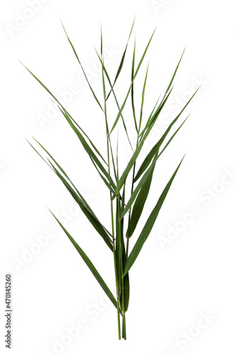 Beautiful reeds with lush green leaves on white background