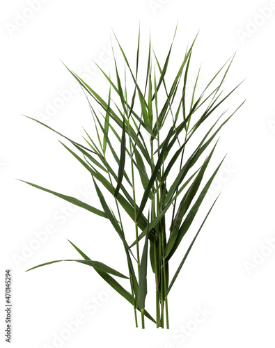 Beautiful reeds with lush green leaves on white background